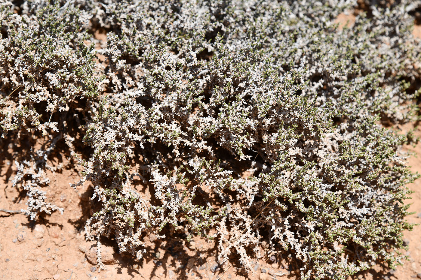 Image of Nanophyton iliense specimen.