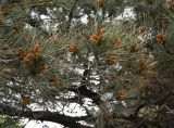 Смотреть изображение род Pinus