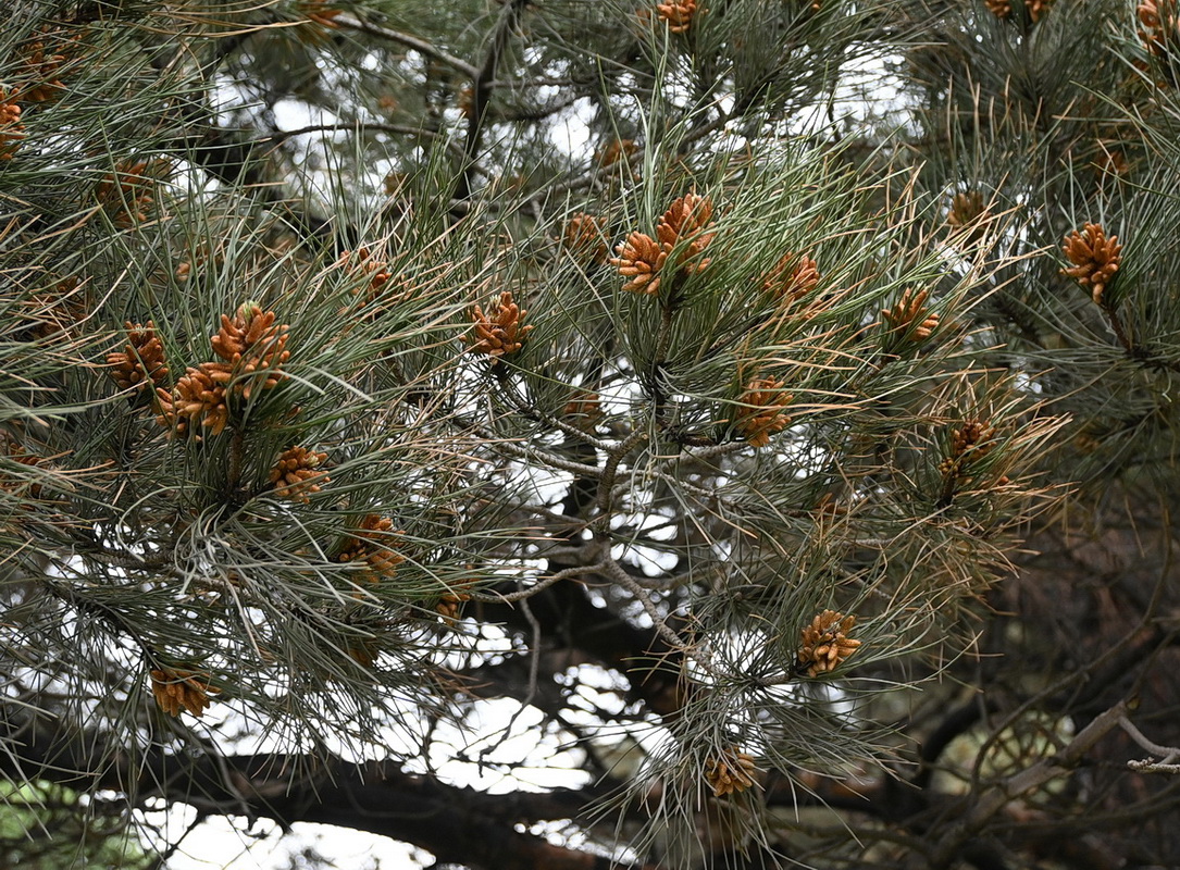 Изображение особи род Pinus.