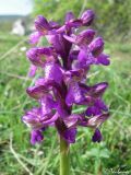 Anacamptis morio подвид caucasica. Соцветие. Крым, Байдарская долина, окр. с. Тыловое. 01.05.2010.