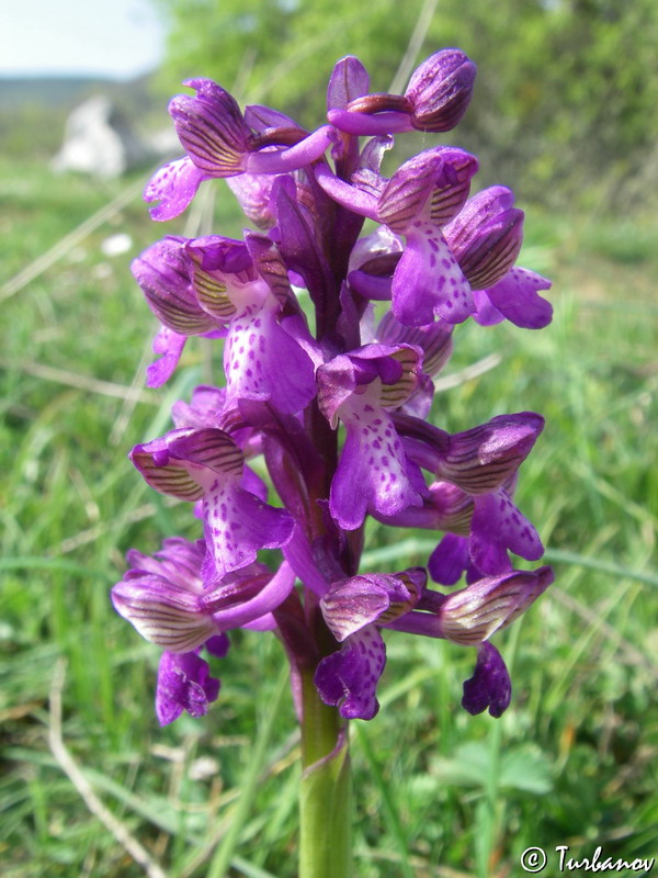 Image of Anacamptis morio ssp. caucasica specimen.