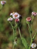 Erigeron pseuderigeron