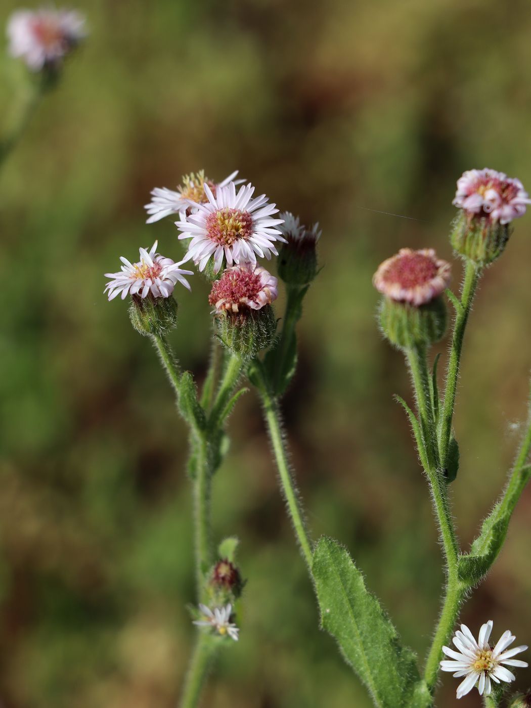 Image of Erigeron pseuderigeron specimen.