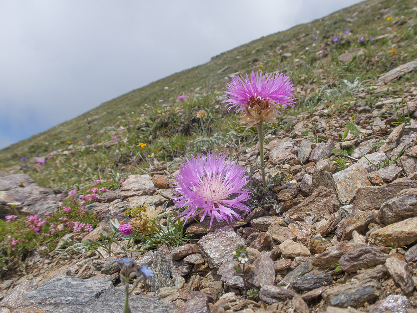 Image of Psephellus caucasicus specimen.