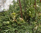 Saxifraga kolenatiana. Основание цветущего растения. Кабардино-Балкария, Черекский р-н, дол. р. Псыгансу, ≈ 2400 м н.у.м., донная морена. 29.07.2025.