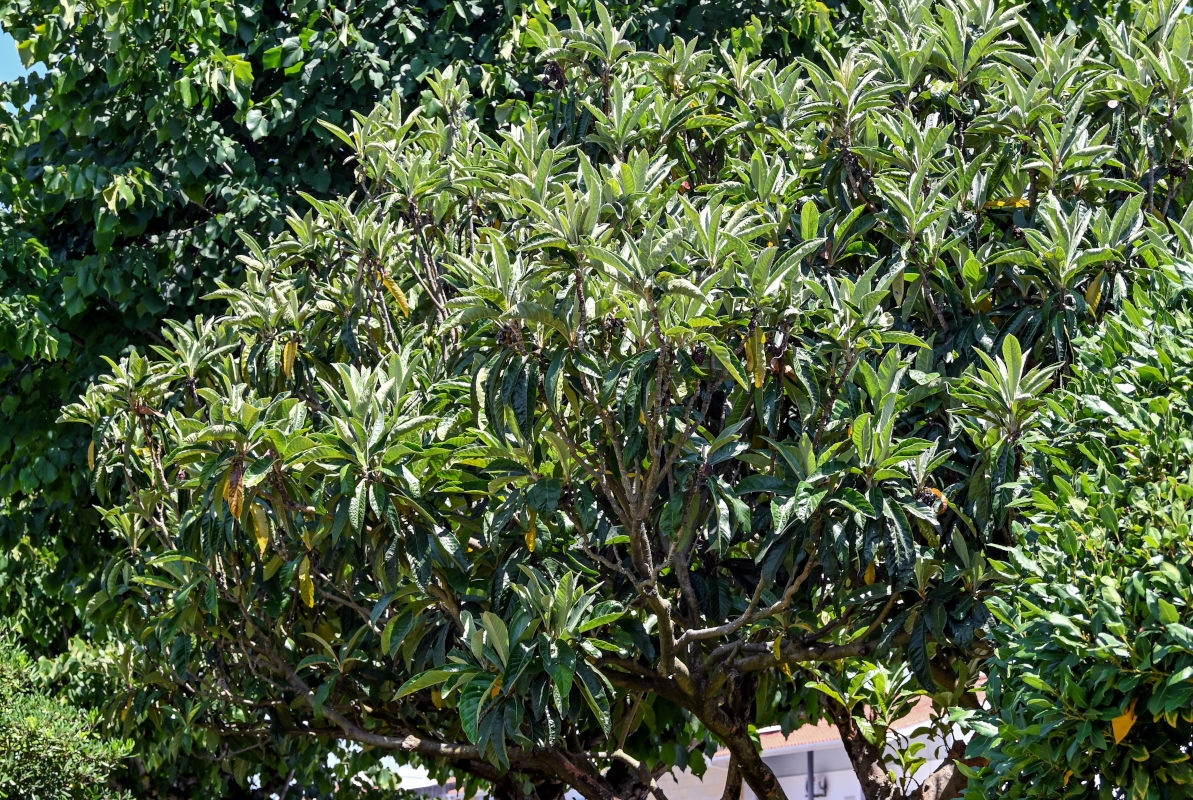 Изображение особи Eriobotrya japonica.