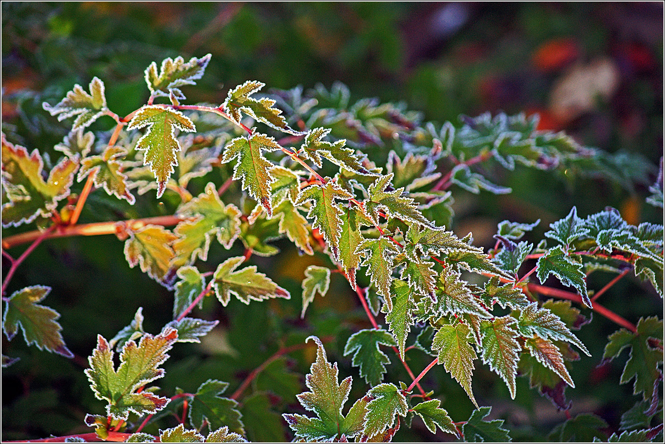 Image of Stephanandra incisa specimen.