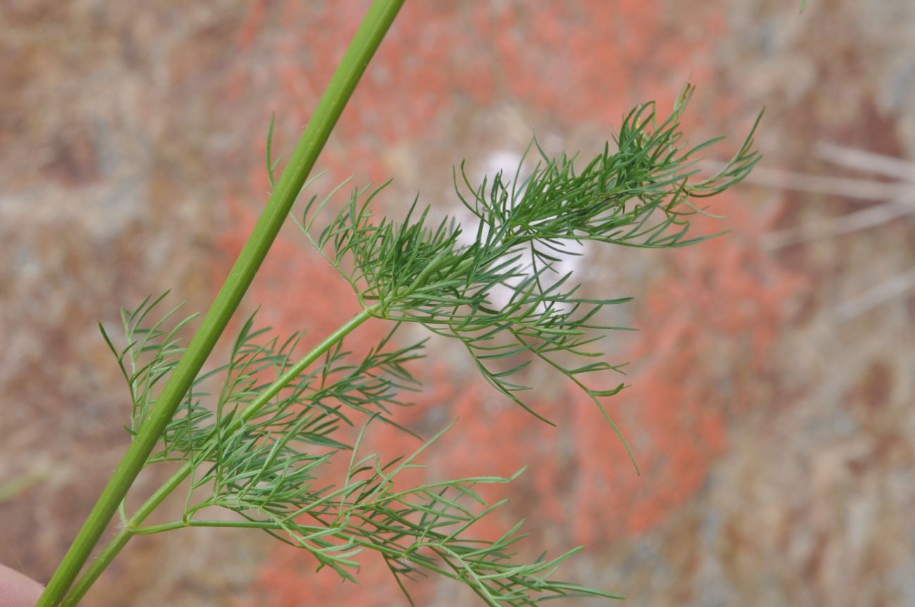 Image of familia Apiaceae specimen.