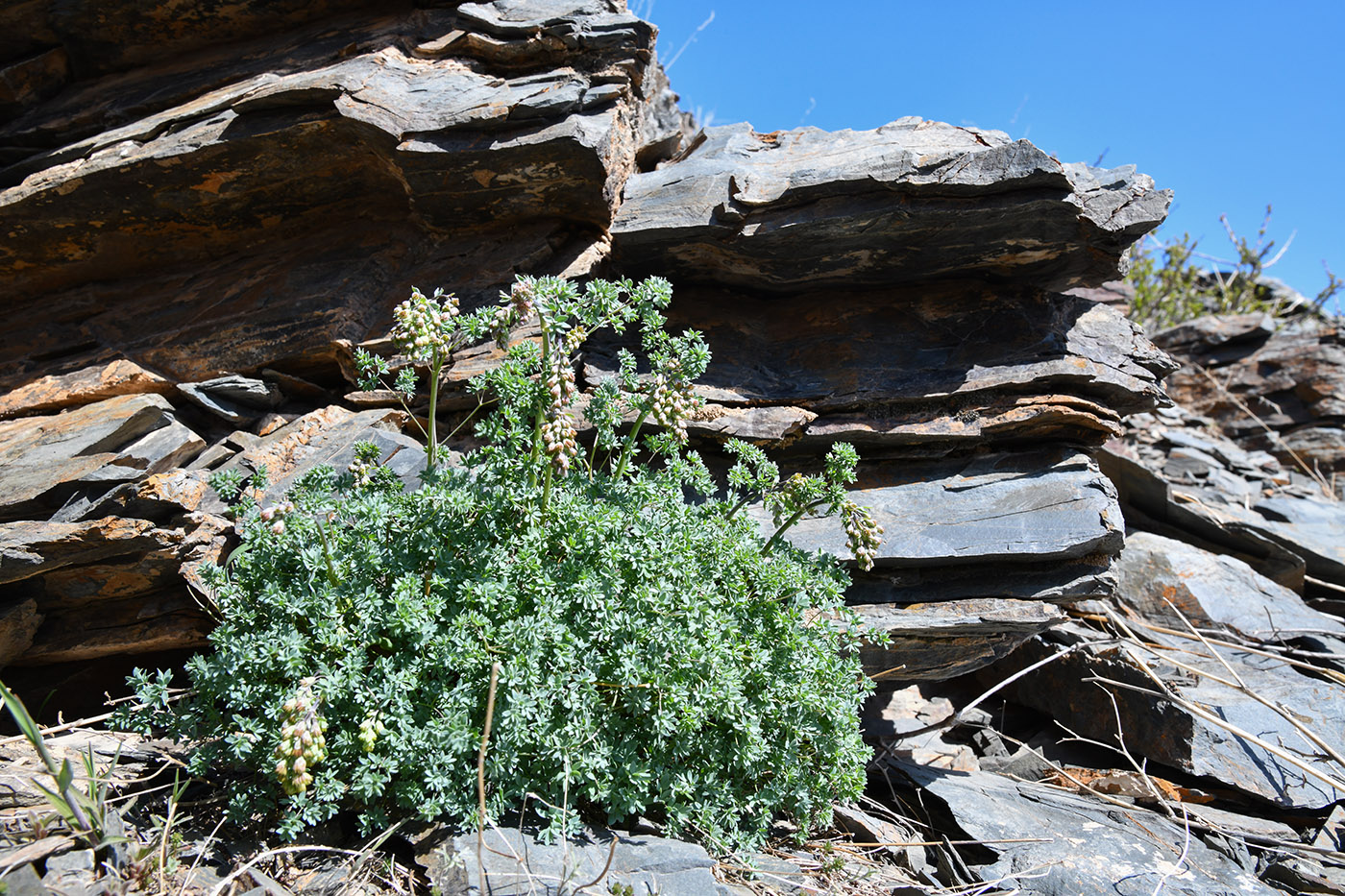 Image of Thalictrum isopyroides specimen.