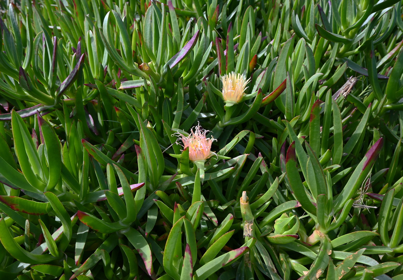 Image of Carpobrotus acinaciformis specimen.