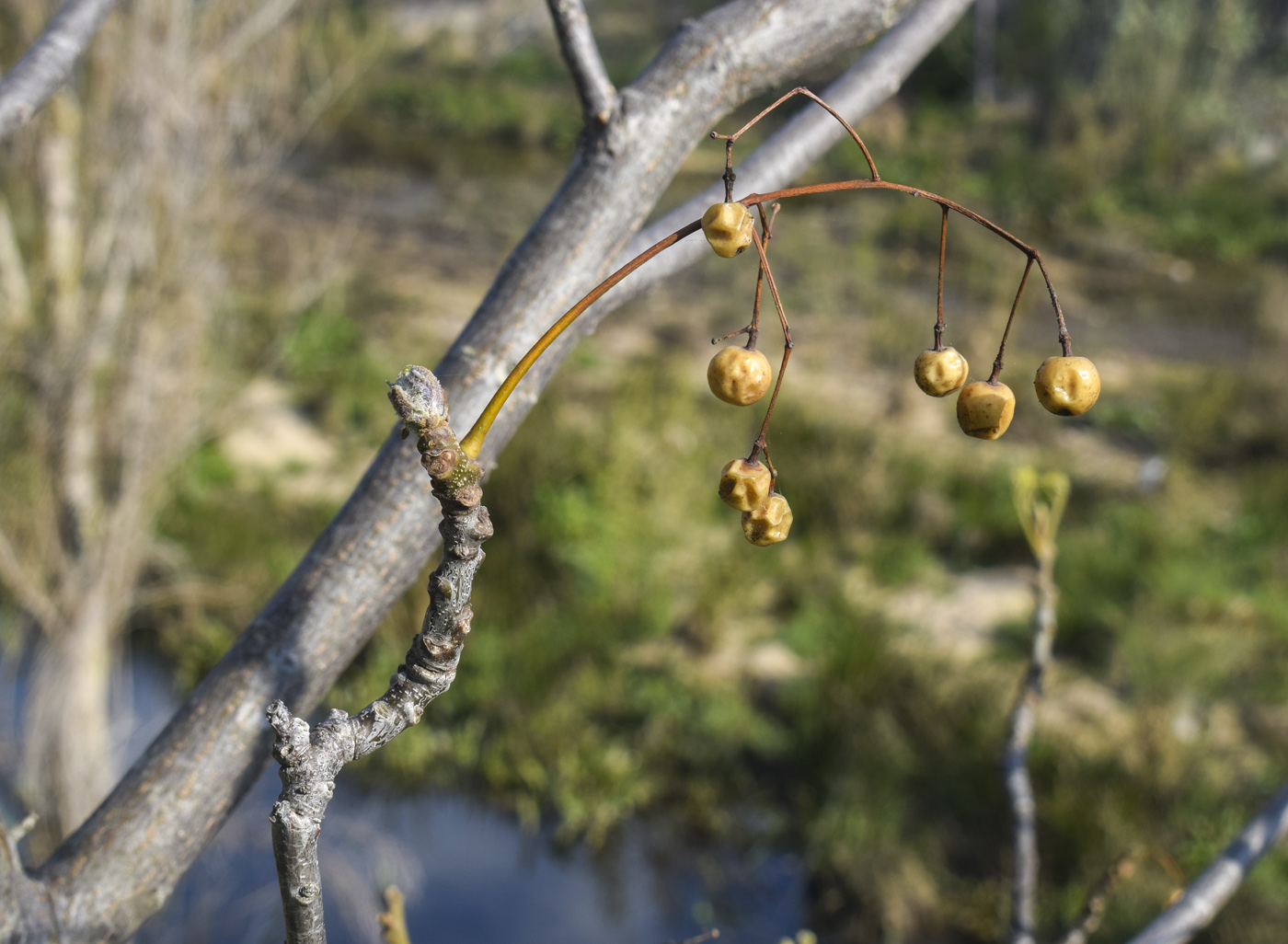 Image of Melia azedarach specimen.