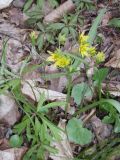 Gagea lutea