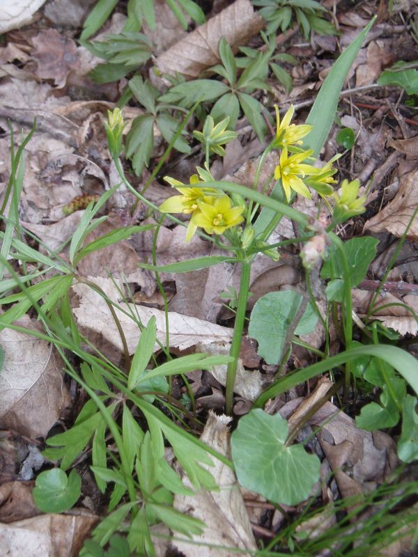 Image of Gagea lutea specimen.