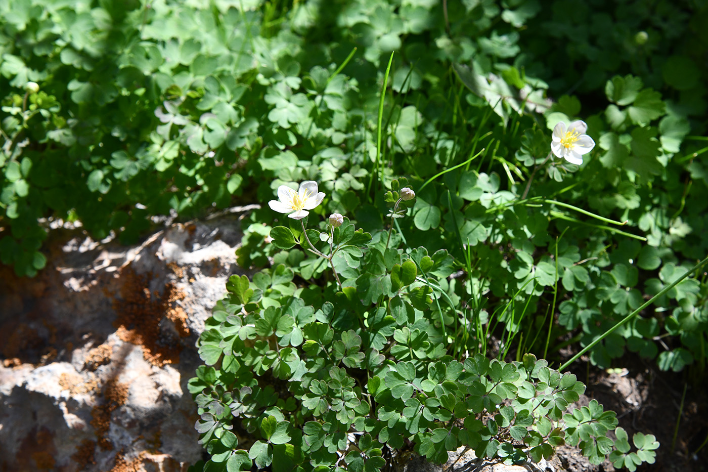 Image of Paropyrum anemonoides specimen.