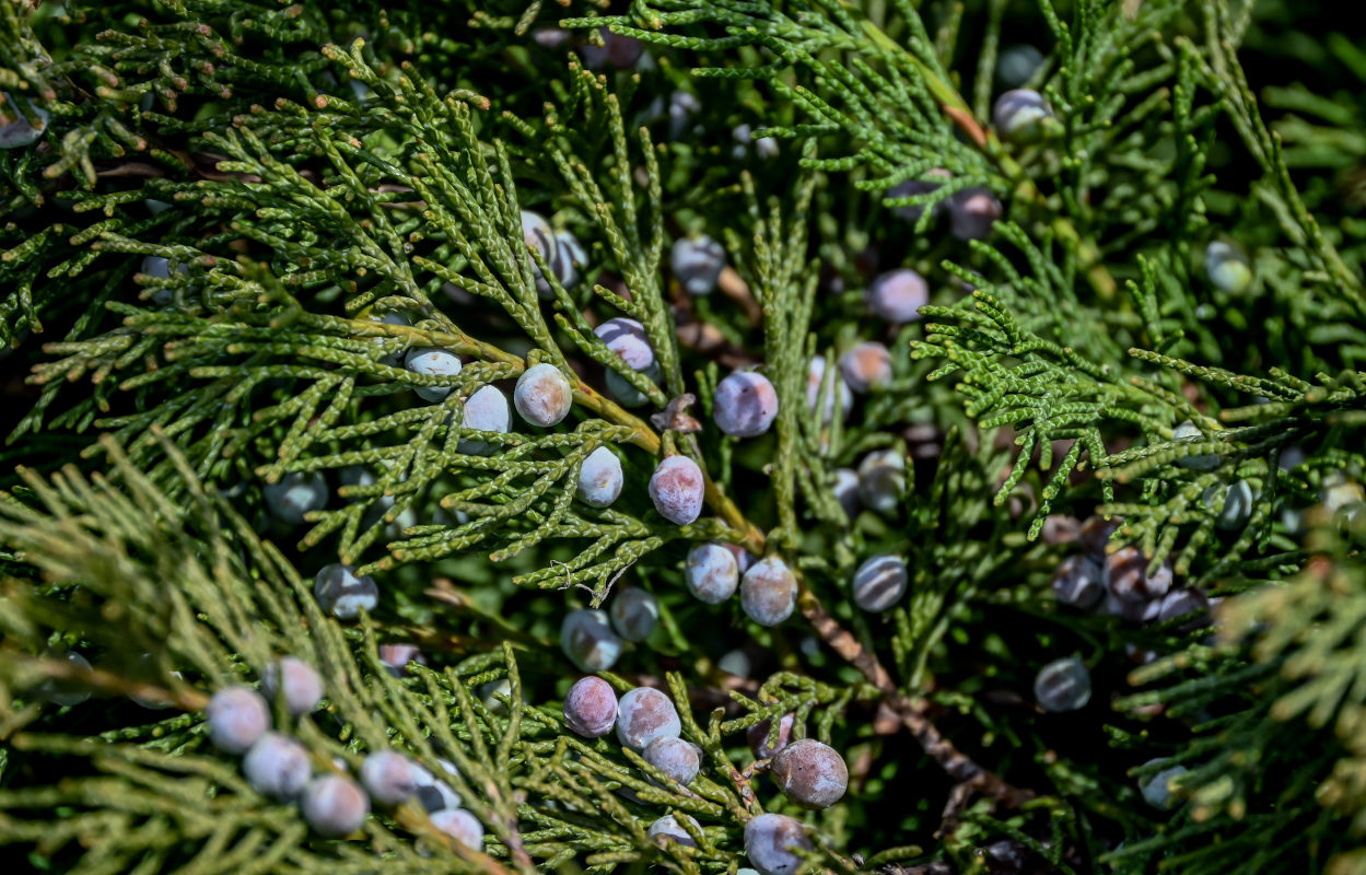 Изображение особи Juniperus sabina.