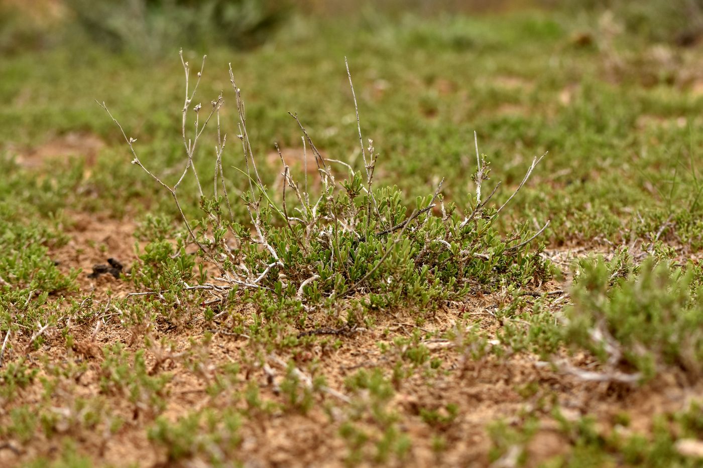 Изображение особи Limonium suffruticosum.