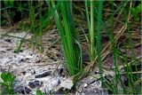 Carex acuta. Прикорневая часть растеня. Московская обл., Раменский р-н, окр. дер. Хрипань, садовый участок. 17.05.2026.
