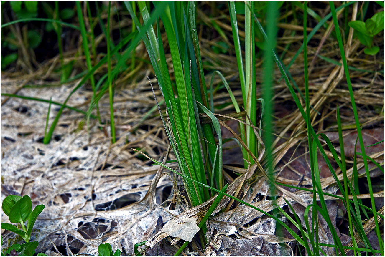Image of Carex acuta specimen.