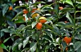 Citrus japonica. Верхушка ветви с плодами. Китай, пров. Цзянсу, г. Сучжоу, в культуре. 27.05.2025.