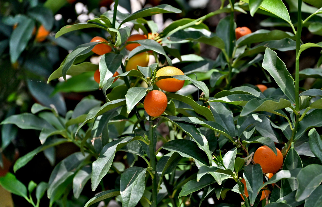 Image of Citrus japonica specimen.