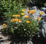 Gazania linearis