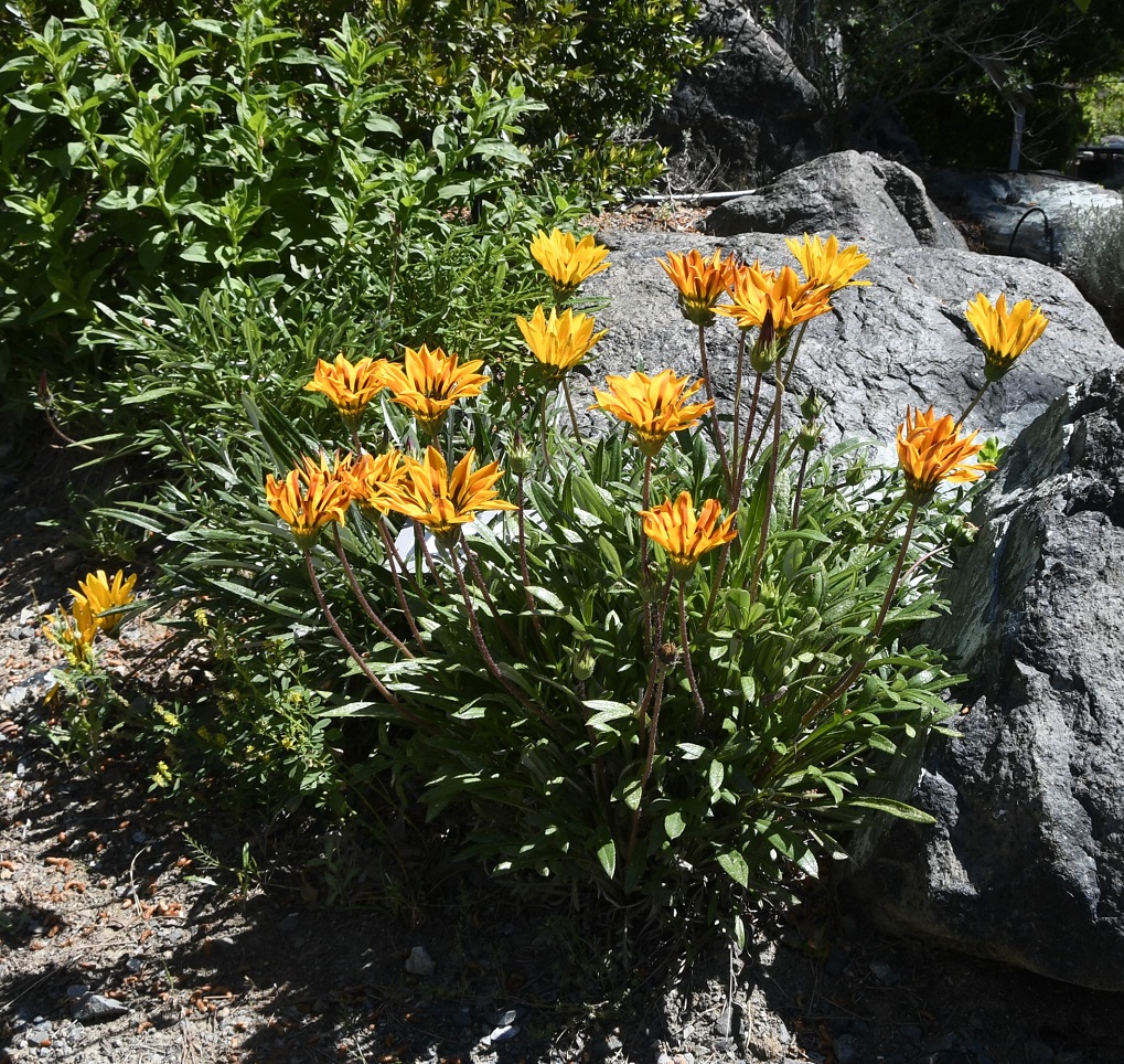 Image of Gazania linearis specimen.