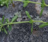 род Thymus