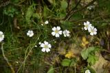 род Cerastium