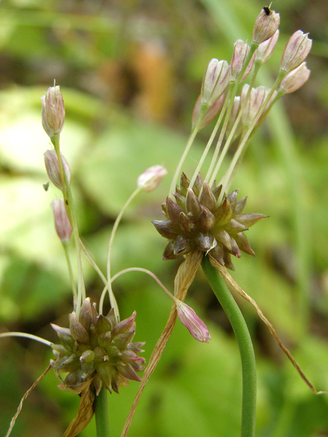 Image of Allium oleraceum specimen.