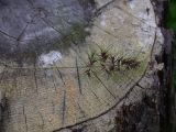 Poa bulbosa subspecies vivipara. Верхушка побега с соцветием с проросшими выводковыми луковичками. Грузия, край Самцхе-Джавахети, Ахалцихский муниципалитет, левый борт р. Цинубанисцкали, 1,5 км выше по течению от горячего источника Цинубани, луг. 9 июня 2026 г.