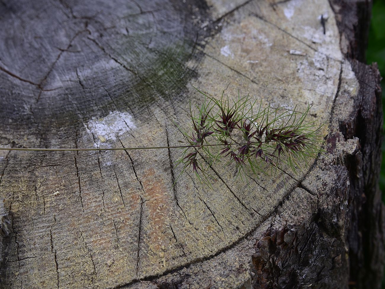Image of Poa bulbosa ssp. vivipara specimen.