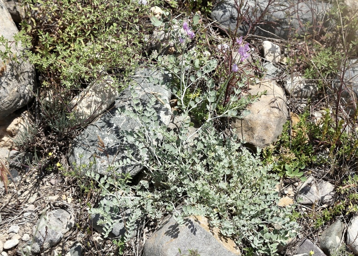 Изображение особи Astragalus managildensis.