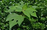 Смотреть изображение Broussonetia papyrifera