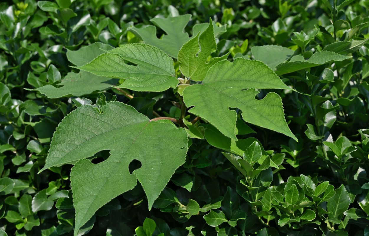 Image of Broussonetia papyrifera specimen.