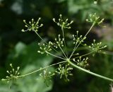 Chaerophyllum bulbosum. Соплодие. Тульская обл., Заокский р-н, тропинка рядом с СНТ. 28.06.2026.