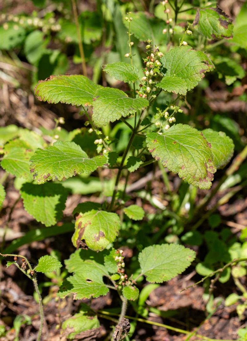 Image of Teucrium maximowiczii specimen.
