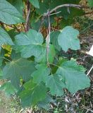 Hydrangea quercifolia. Побег. Абхазия, г. Сухум, Ботанический сад. 13.08.2024.