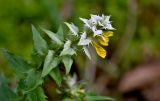 Смотреть изображение Melampyrum nemorosum
