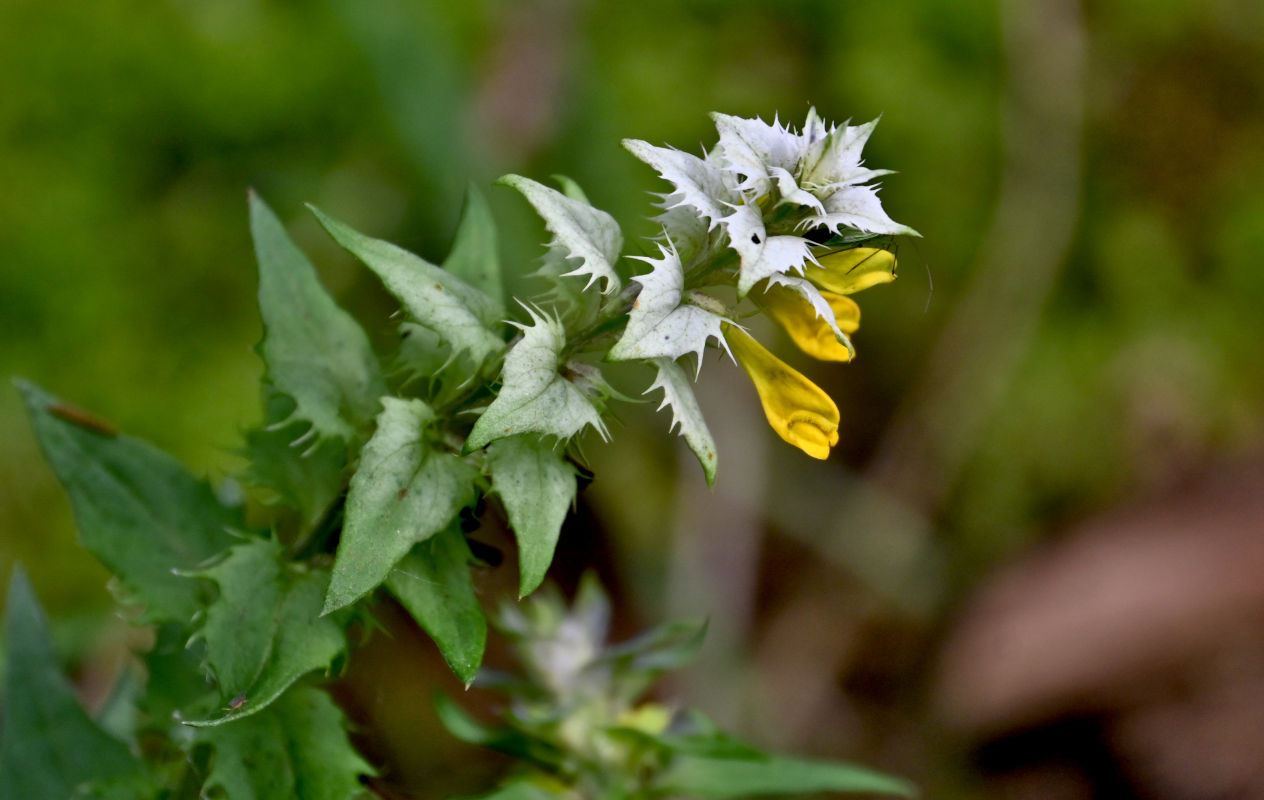 Изображение особи Melampyrum nemorosum.