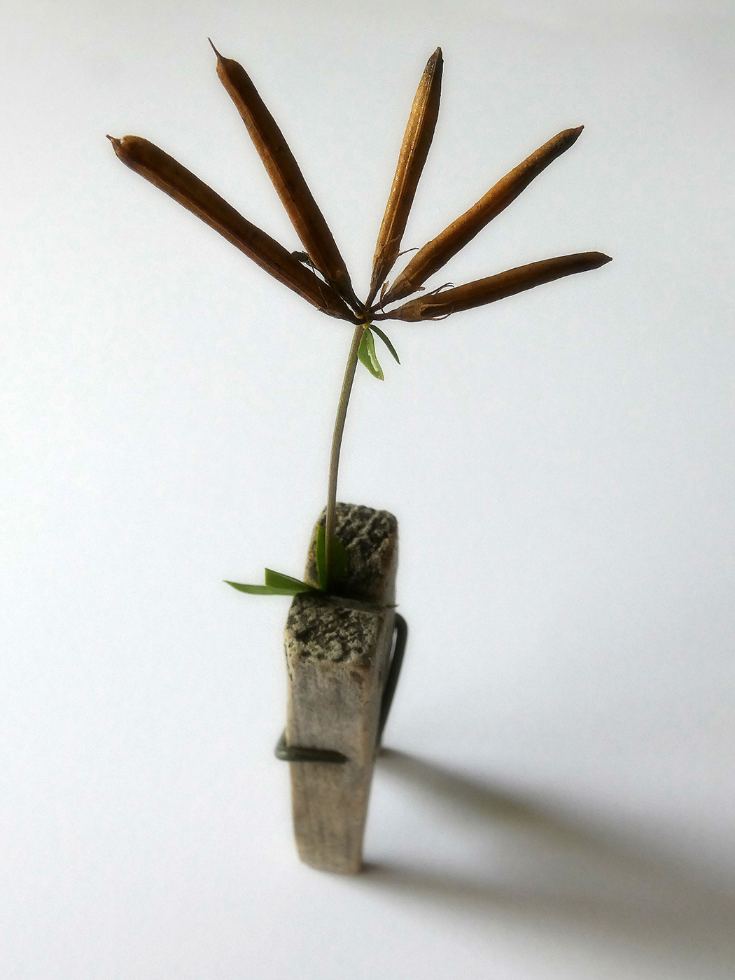 Image of Securigera varia specimen.