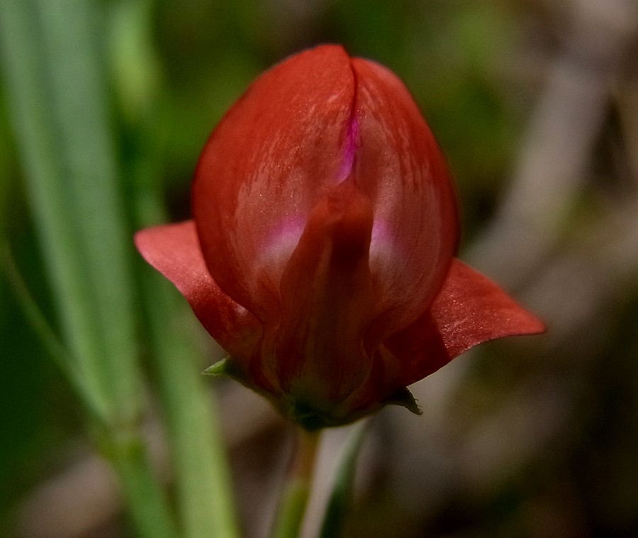 Изображение особи Lathyrus cicera.