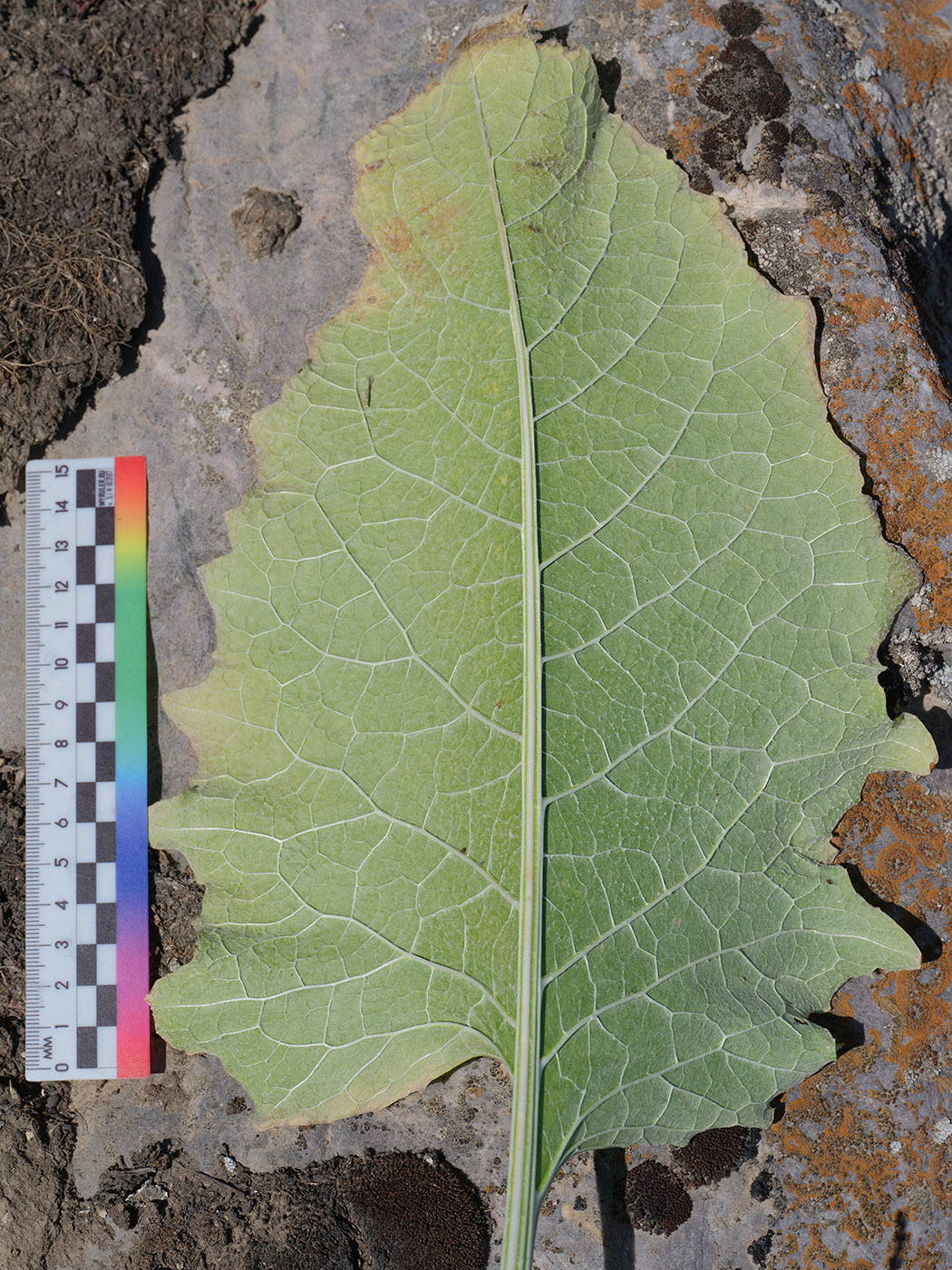 Изображение особи Cousinia umbrosa.