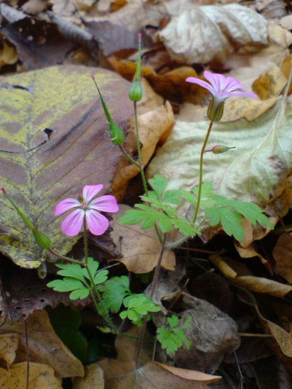 Изображение особи Geranium robertianum.