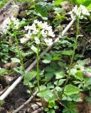 Pachyphragma macrophyllum. Цветущее растение. Адыгея, р-н Азишского пер., выс. 1500 н.у.м. 13.05.2011.