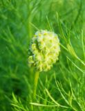 Adonis vernalis