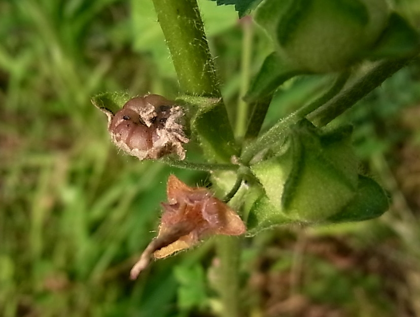 Изображение особи Malva sylvestris.