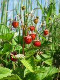 Fragaria vesca