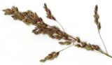 Poa trivialis