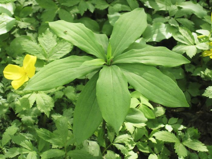 Image of Lilium distichum specimen.