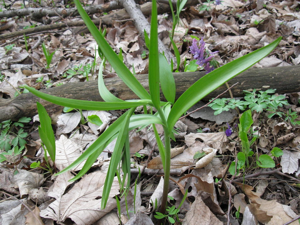 Image of Fritillaria grandiflora specimen.